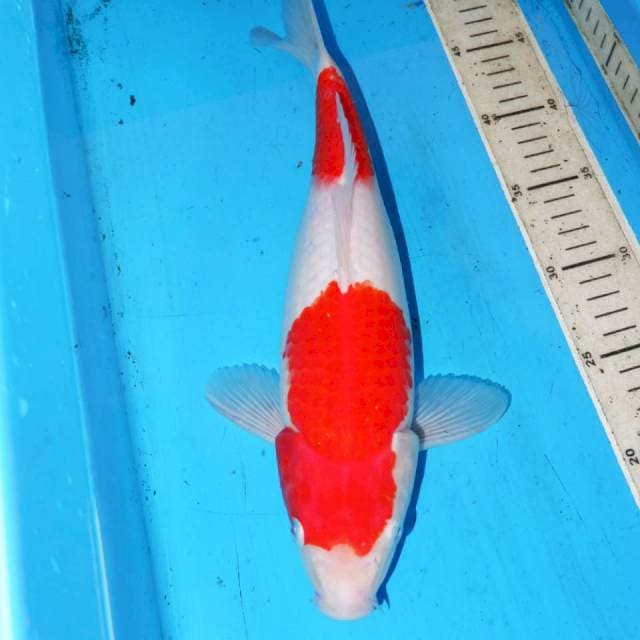 KOHAKU MERAH PUTIH MERAH 36CM