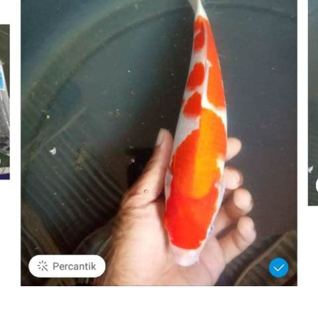 INAZUMA KOHAKU ORIGINAL 28 cm