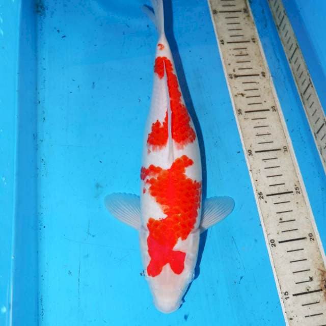 KOHAKU ABSTRAK 35cm