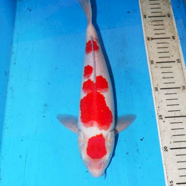 ORIGINAL MARUTEN KOHAKU 31cm