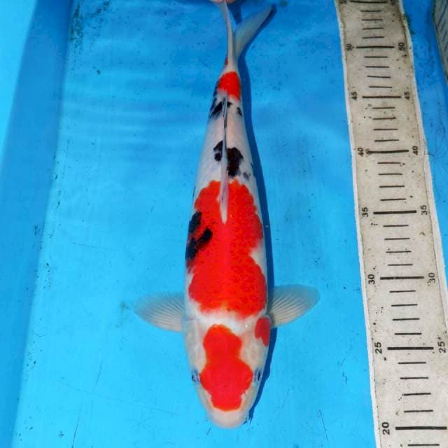 ORIGINAL MARUTEN 33cm