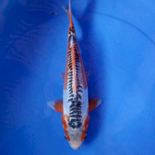 Shusui 30 cm