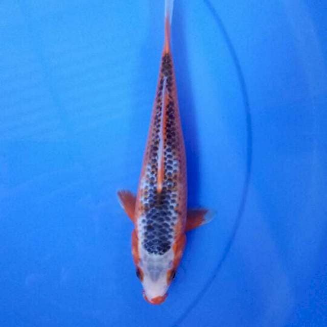 Asagi 25 cm