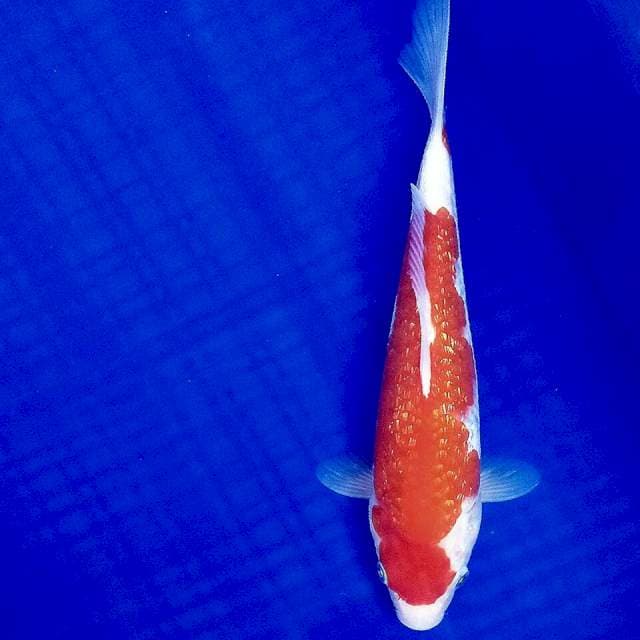 Kohaku ginrin 25cm
