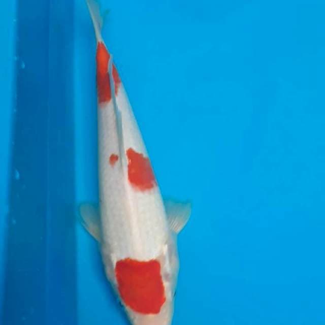 Kohaku 33cm