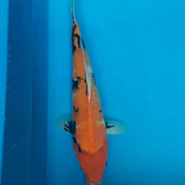 Showa 35cm
