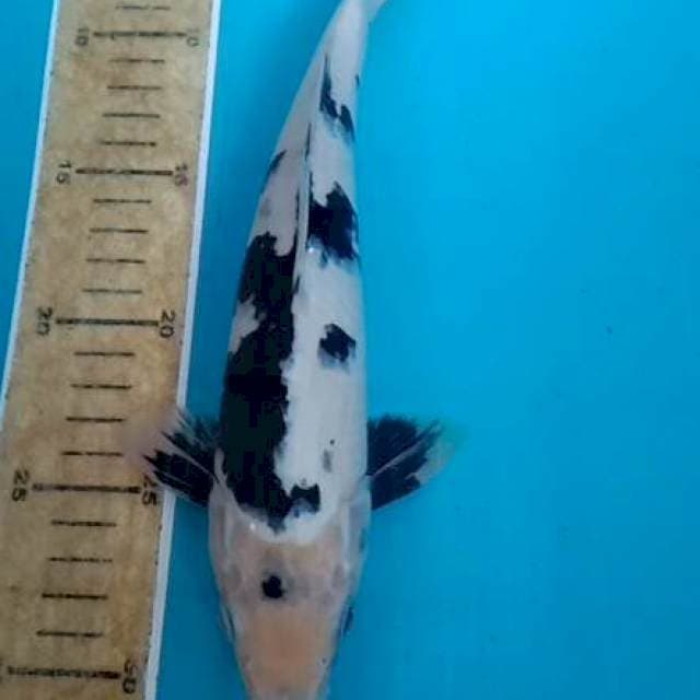 Shiro 27cm