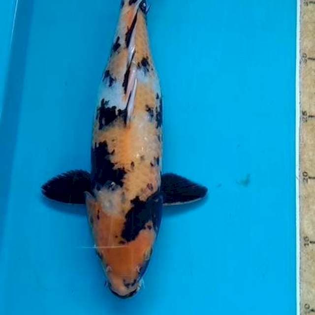 Showa 30cm