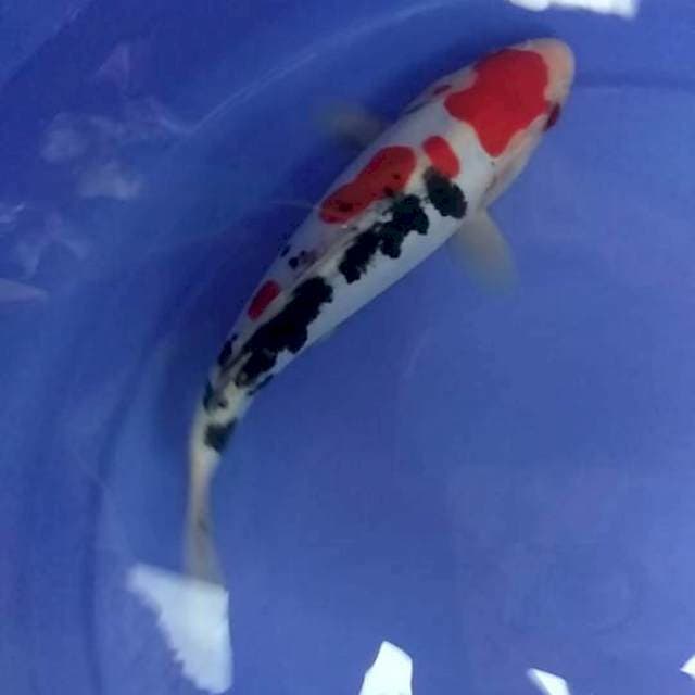 Doitsu Kualitas 23cm
