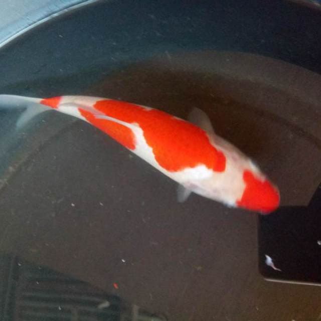 KUCIBENI KOHAKU ORIGINAL F1