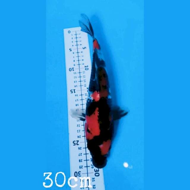 showa 30cm