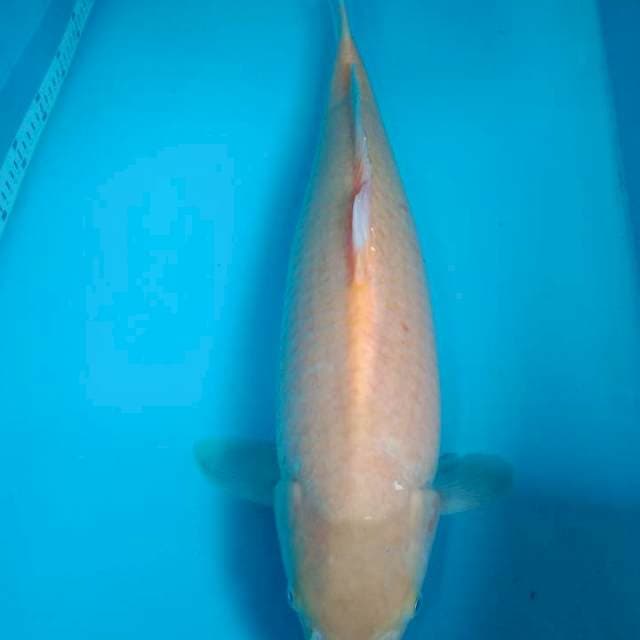 Monster karashi marudo 58cm