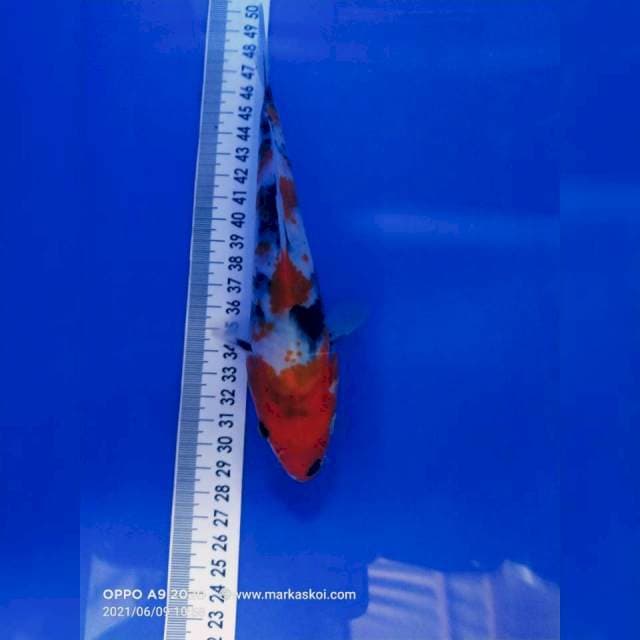 Showa 19 cm