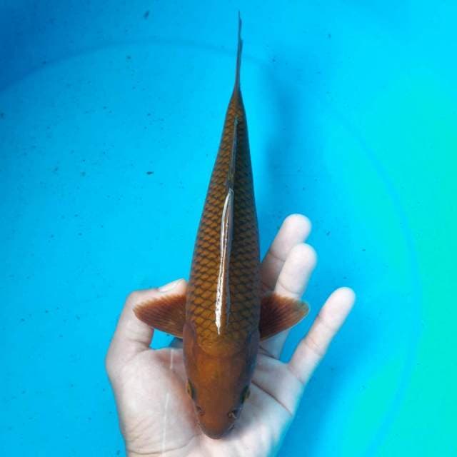 CHAGOI MALE ISTIMEWA