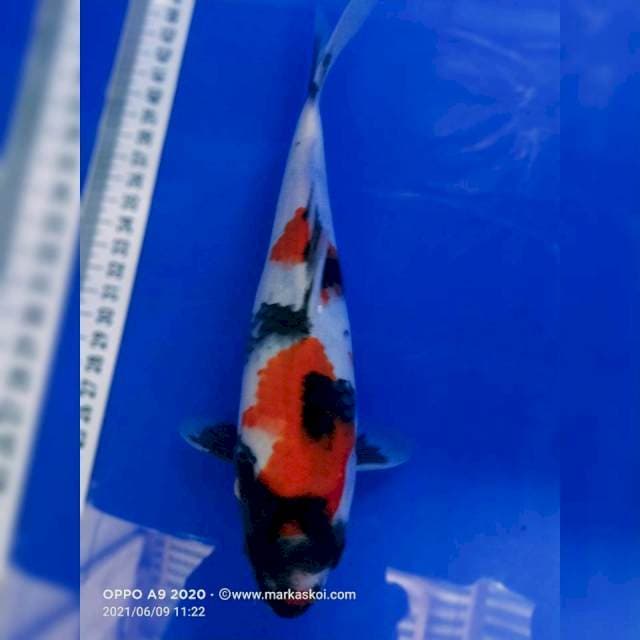 Showa 24 cm