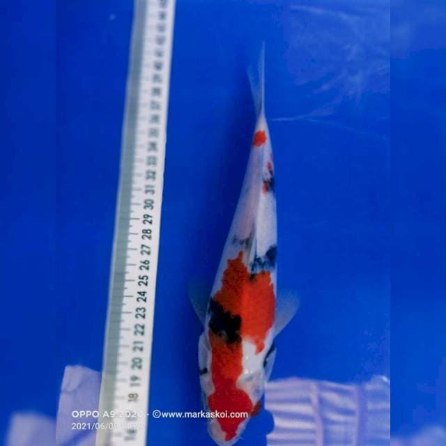 Showa 23 cm