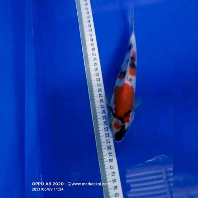 Showa 23 cm