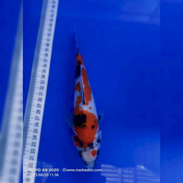 Showa 21 cm