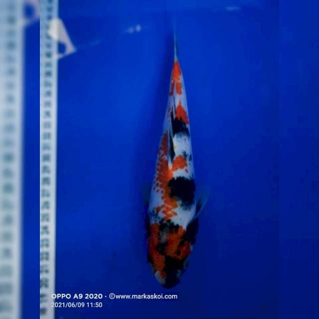 Showa 21 cm