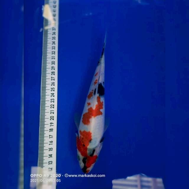 Showa 21cm