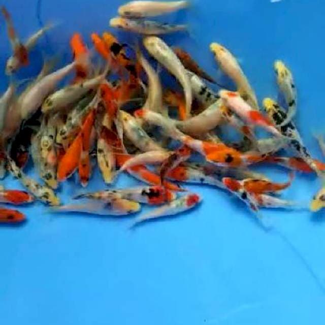 Mix Sanke-bekko
