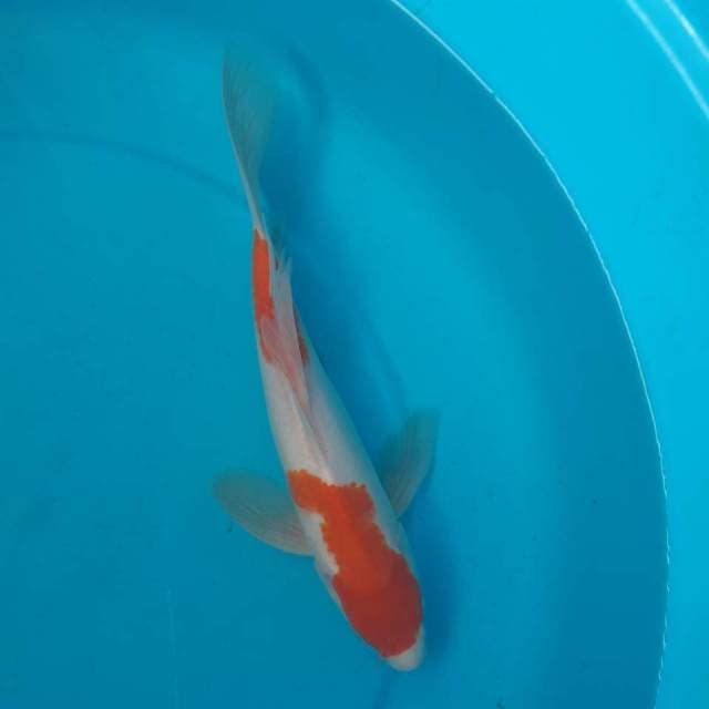 KUMPAI KOHAKU MALE