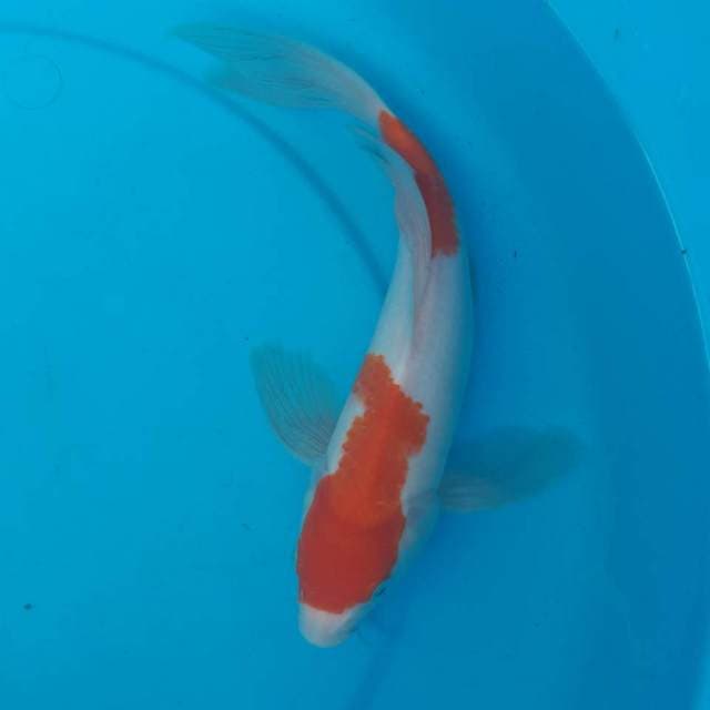 KUMPAI KOHAKU MALE