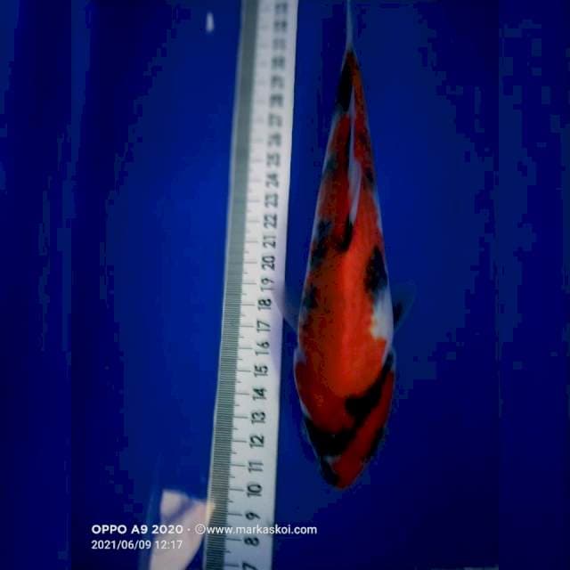 Showa 22cm