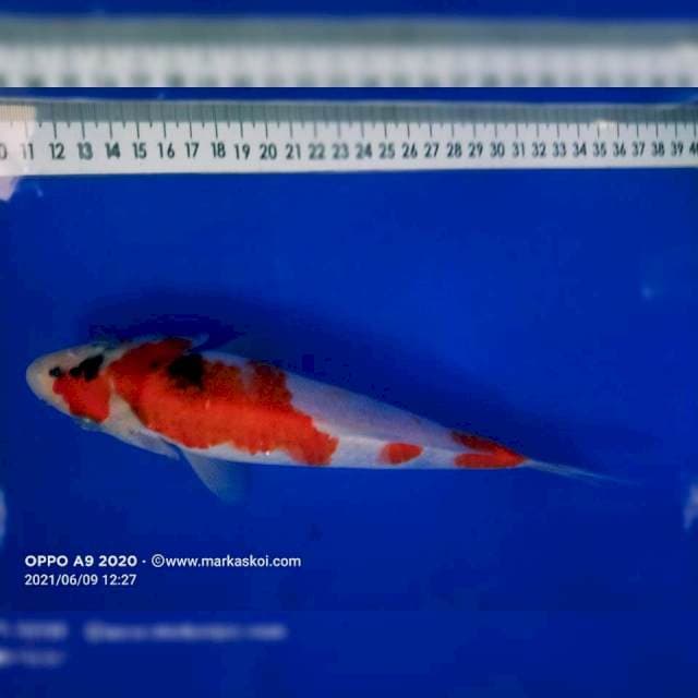 Showa 23cm