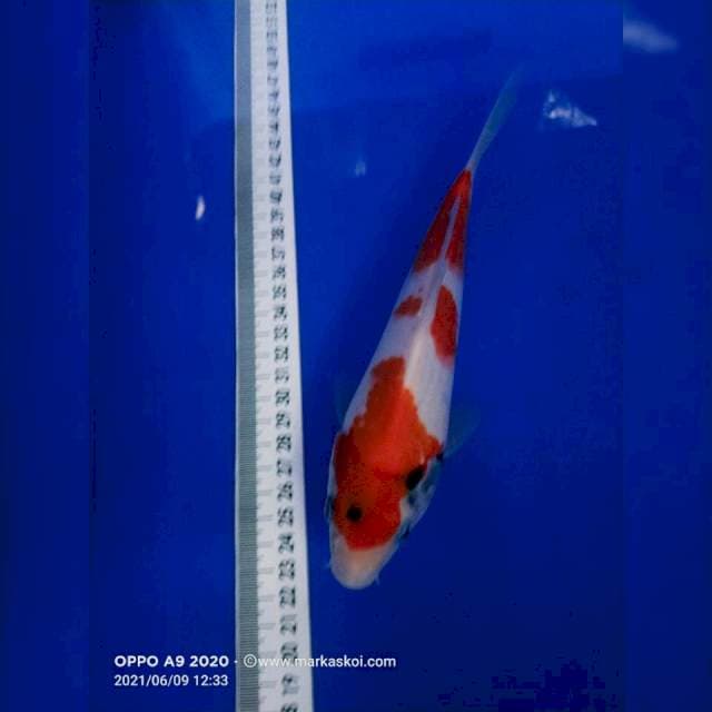 Showa 22 cm