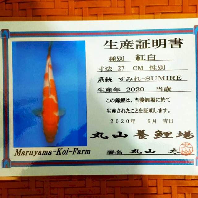 Kohaku 34cm Maruyama Farm