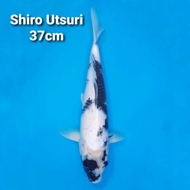 F1 Shiro Utsuri 37cm