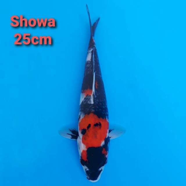 F1 Showa 25cm strong