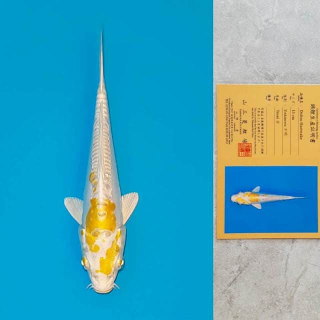 Yamasan Doitsu Hariwake 13cm Certi