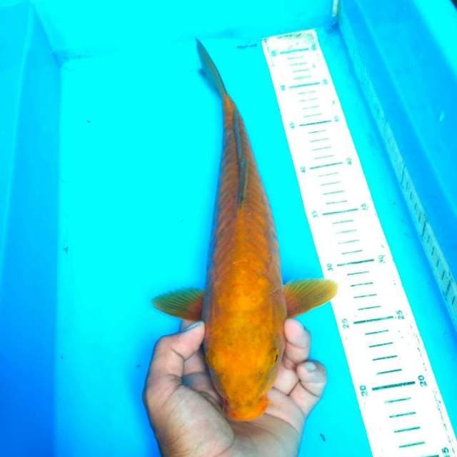 CAGOI PEJINAK KOLAM. 30 CM