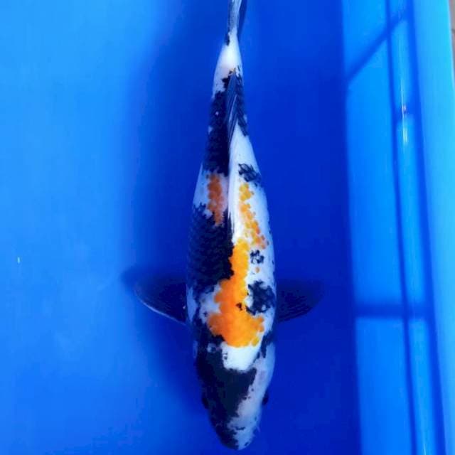 Kanoko showa 30cm