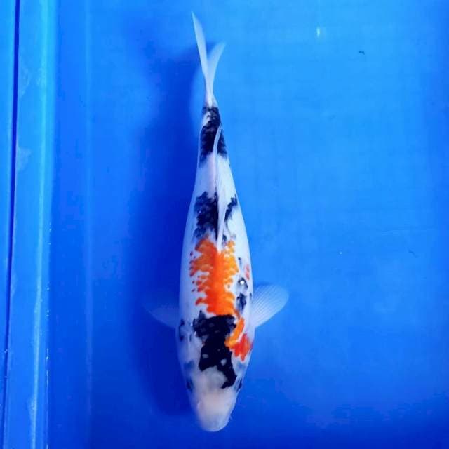 Kanoko showa 30cm