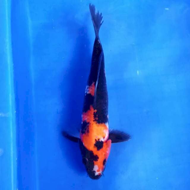 Showa bagus 30cm