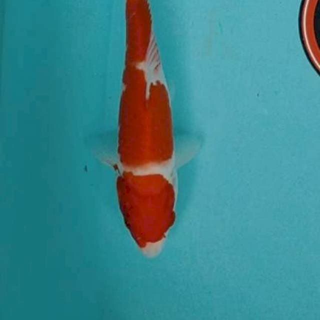 Kohaku 22 cm