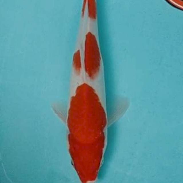 Kohaku 23 cm