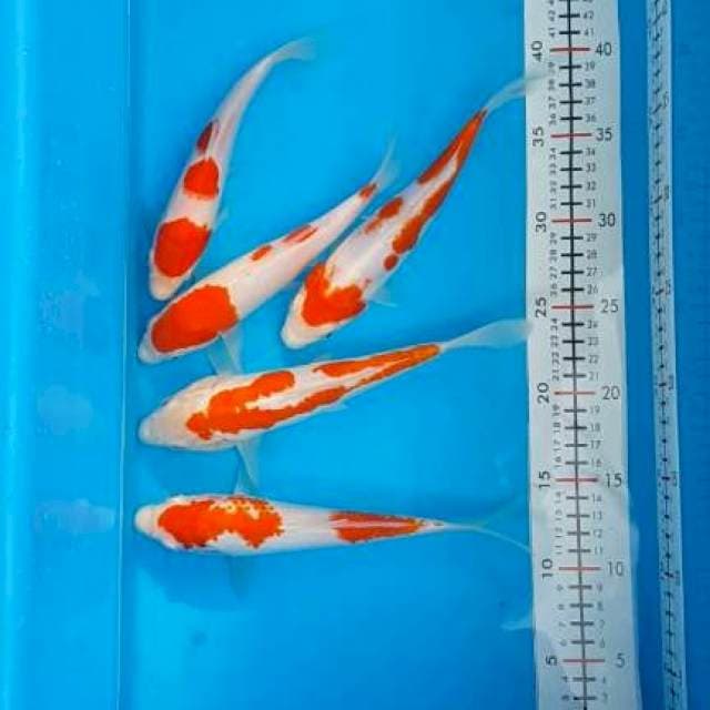 Kohaku 5