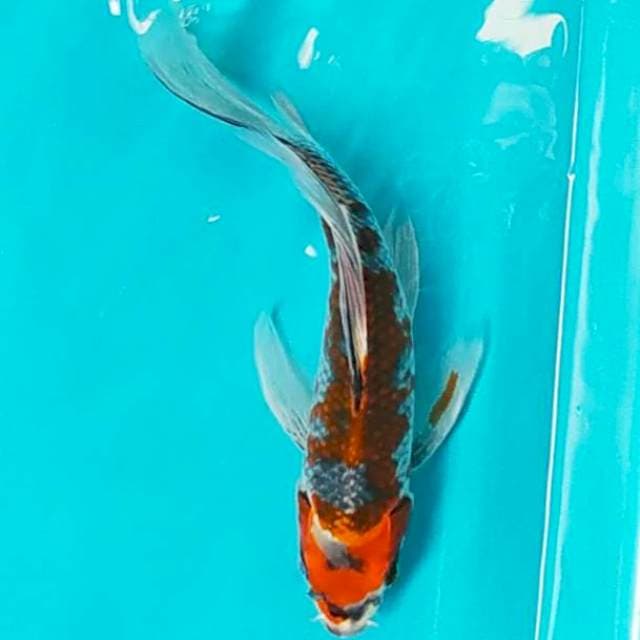 Kumpay Goshiki 30cm