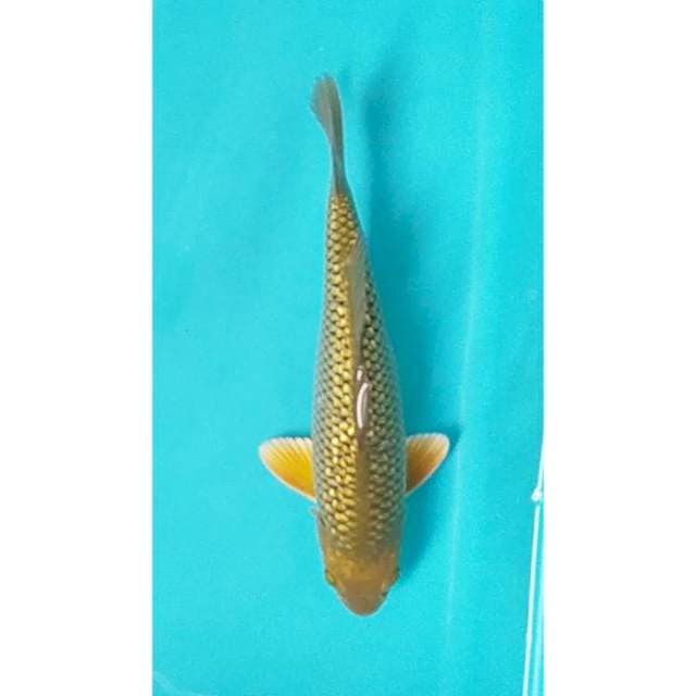 Midorigoi ginrin punuk 30 cm