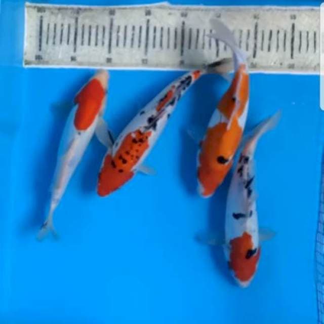 Doitsu murni sanke 24-26cm
