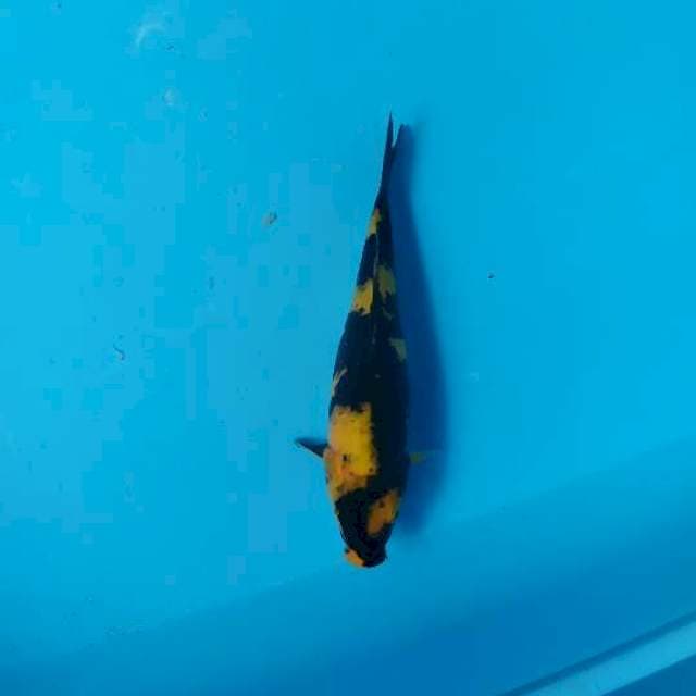 Yelow utsuri 25