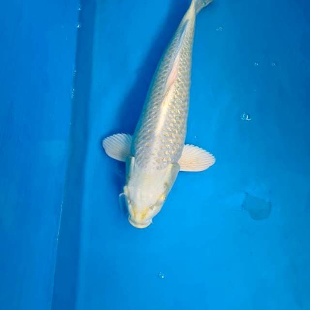 Matsuba 45bu
