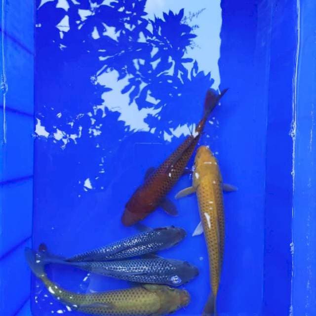 MIX POLOS bagus 5 ekor