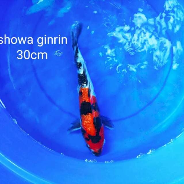 showa ginrin