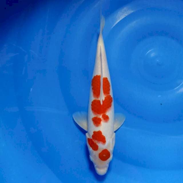 Kohaku 35cm