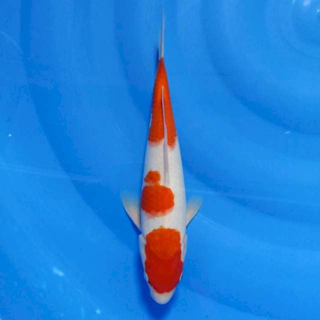 Kohaku 28cm Ori